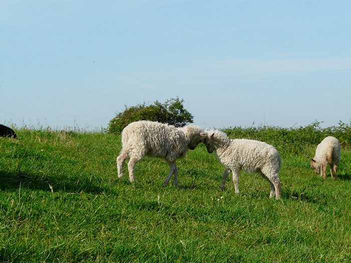 Lämmer auf der Weide