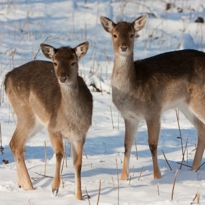 Damwild im Winter © Sven Cramer/Adobe Stock