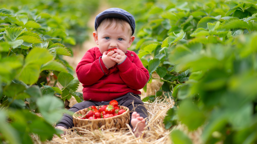 Ein riesen Spaß für Groß und Klein: Erdbeeren selbst pflücken. ©Lizzi25/Adobe Stock