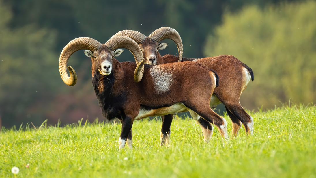 Mufflons sind Wildschafe und gelten als Urform der heutigen Hausschafe. ©WildMedia/Adobe Stock