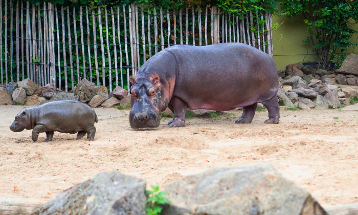 Hippos im Kölner Zoo © Nancy/AdobeStock