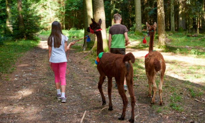 Zwei Kinder die mit Alpakas im Wald wandern