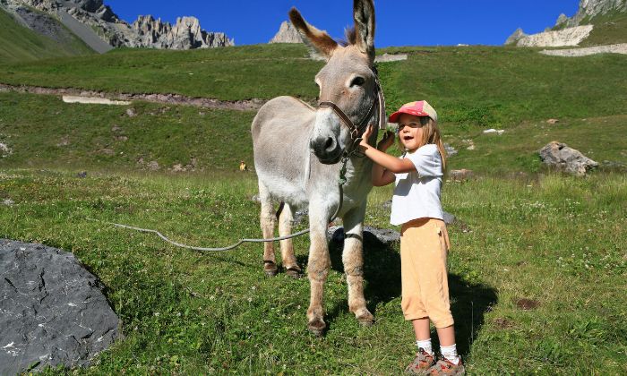 Kind das mit einem Esel auf der Weide steht