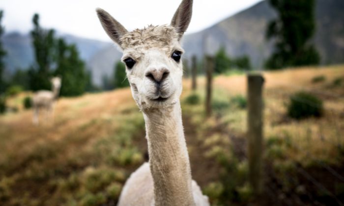 Lama das aufmerksam in die Kamera guckt