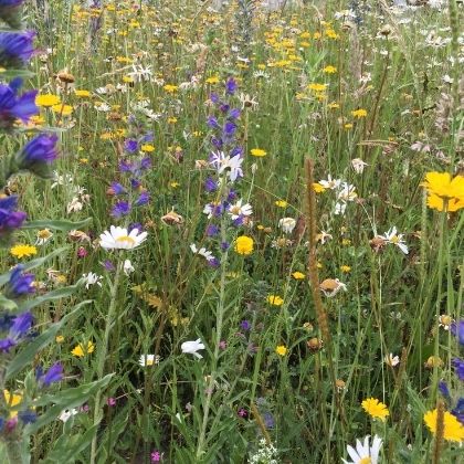 Wildblumenwiese © T. Littschwager